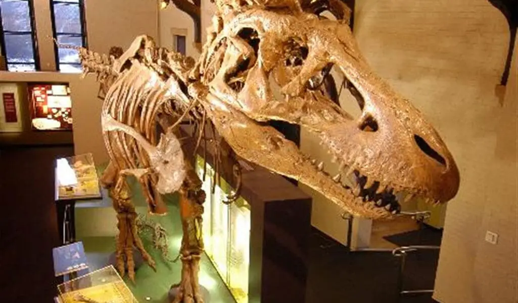 The Fossil Gallery