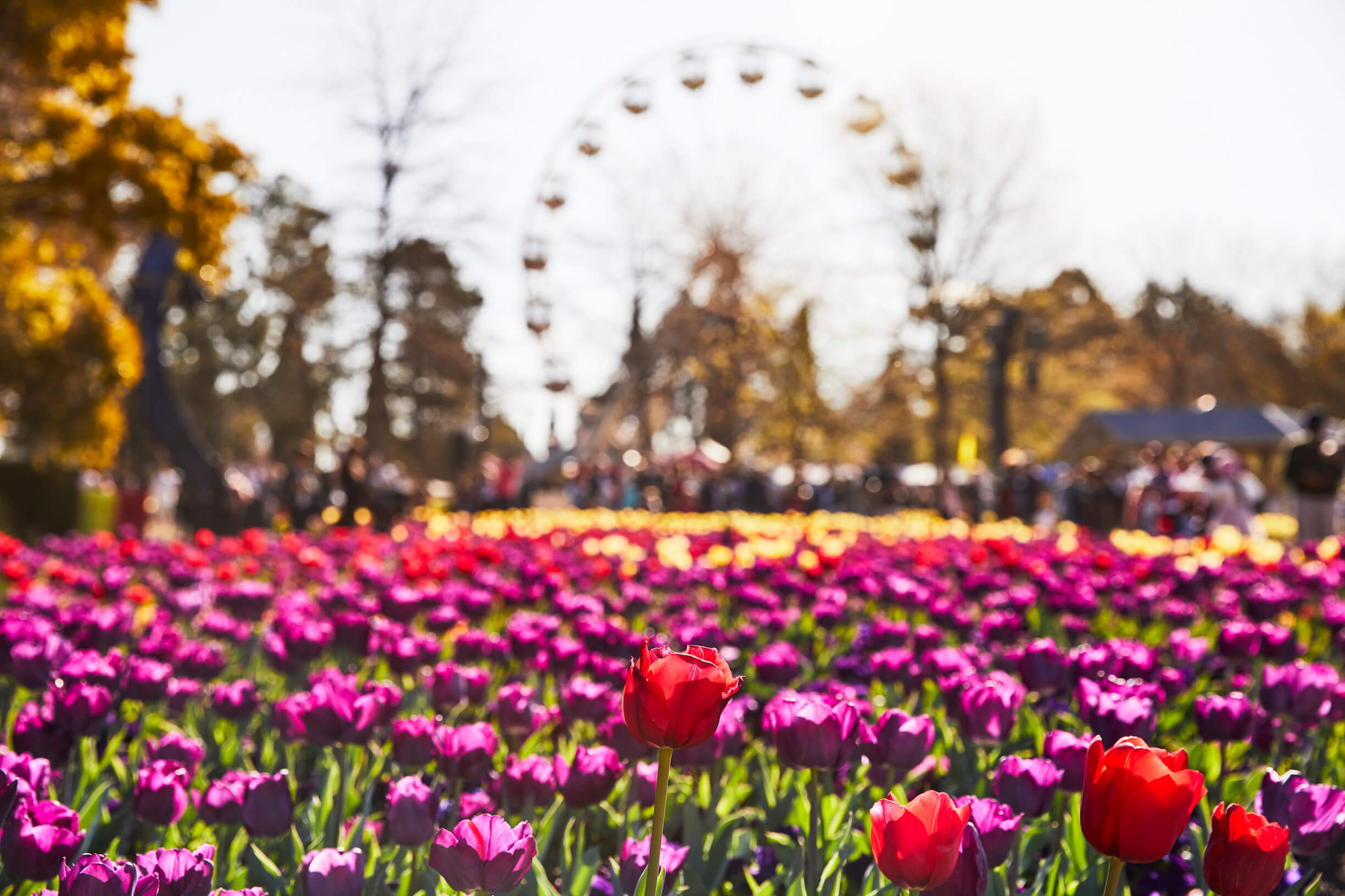 South West Sydney Tour